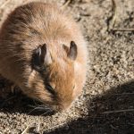 degu