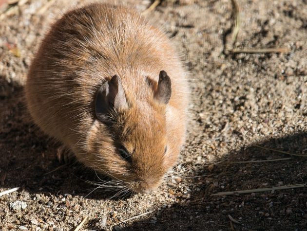 degu