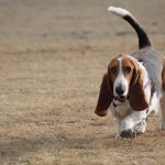 basset hound