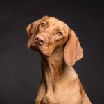 vizsla