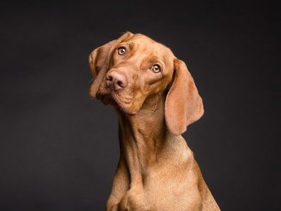 vizsla