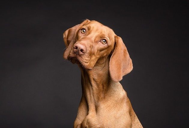 vizsla