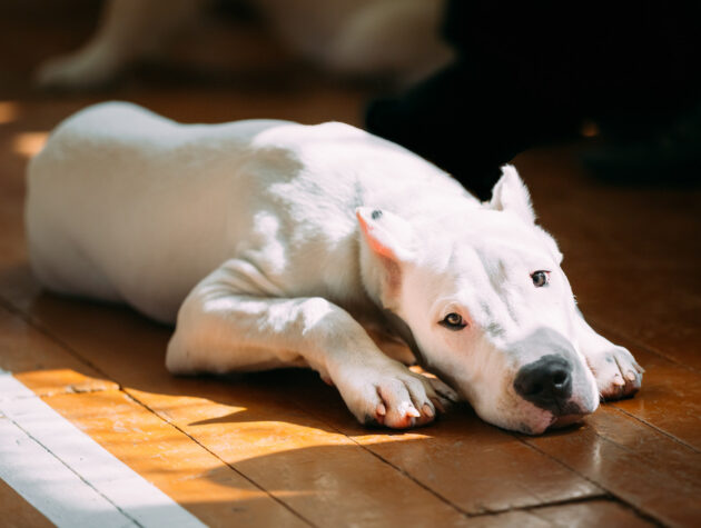 argentin dog