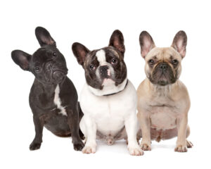 francia bulldog