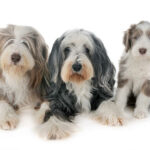 Bearded collie