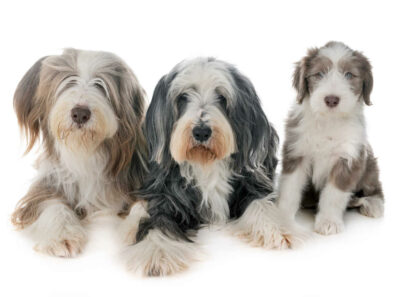 Bearded collie