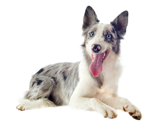 border collie