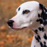 dalmata