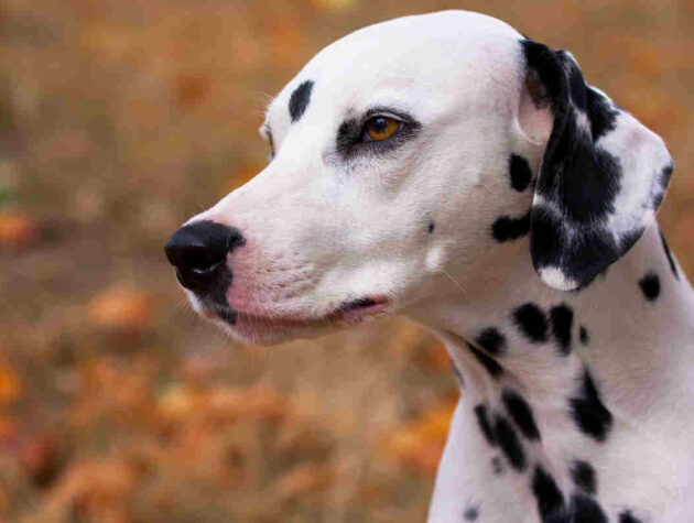 dalmata