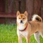 akita inu