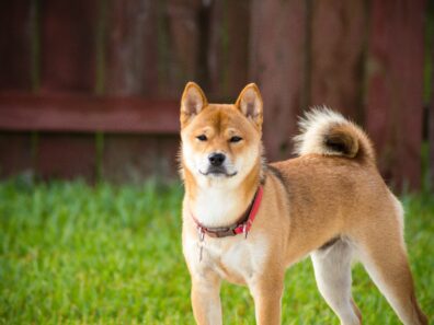 akita inu