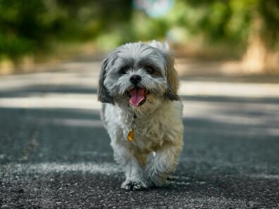 shih tzu