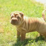 shar pei