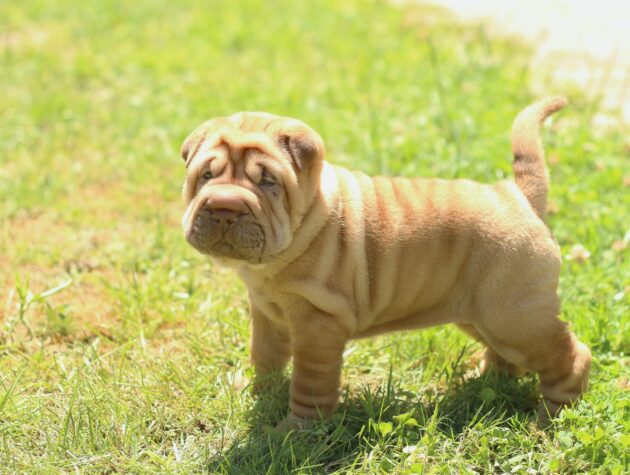 shar pei