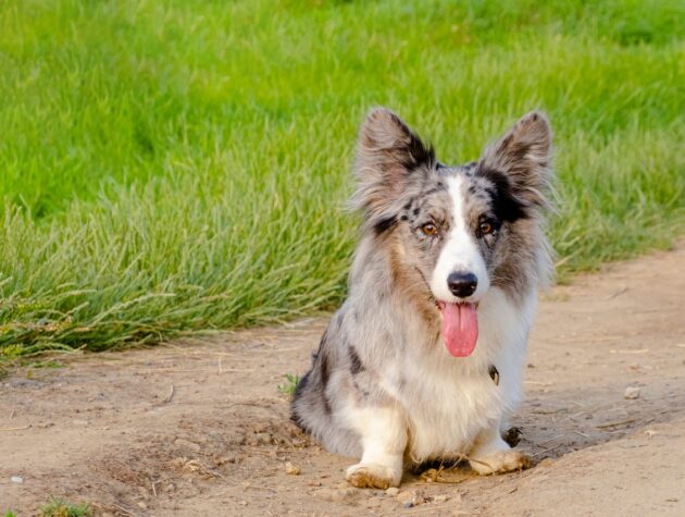 corgi cardigan