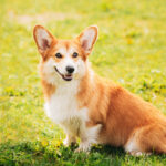 pembroke welsh corgi