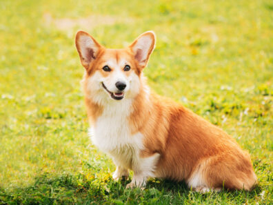 pembroke welsh corgi