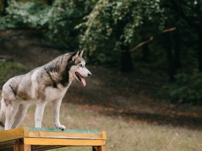 Szibériai husky