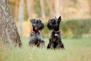 schnauzer