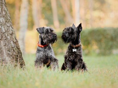 schnauzer