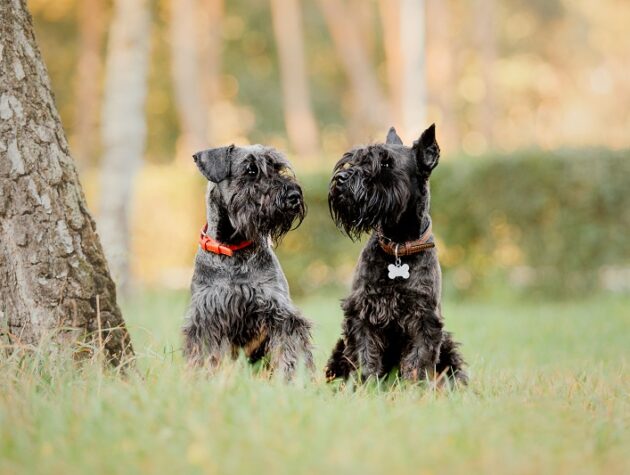 schnauzer