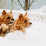 norfolk terrier