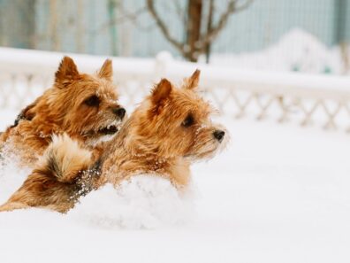 norfolk terrier