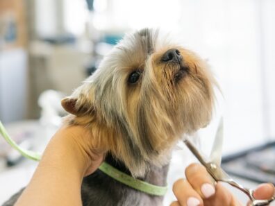 norfolk terrier ápolása